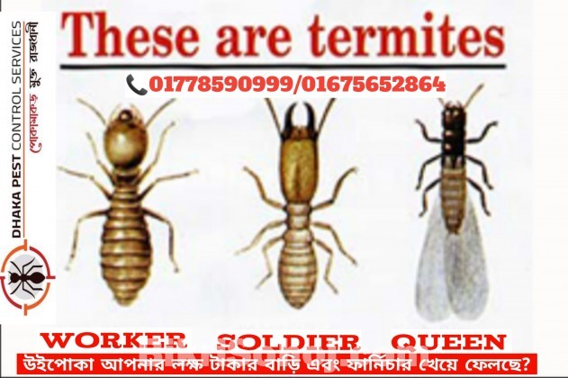 Pest Control Service Dhaka Bangladesh